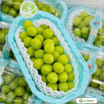 NHO XANH SHINE HỘP