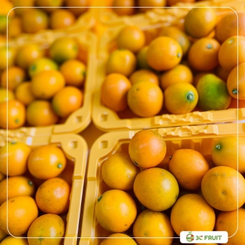 KIM QUẤT (QUẤT NGỌT)