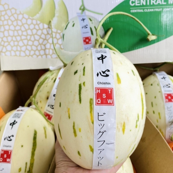 DƯA SỮA GIỐNG NHẬT