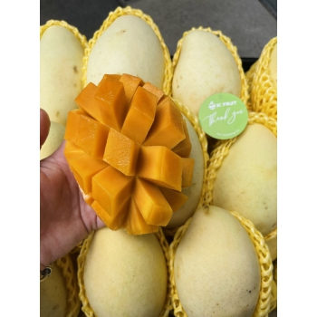 XOÀI CÁT CHU CAO LÃNH