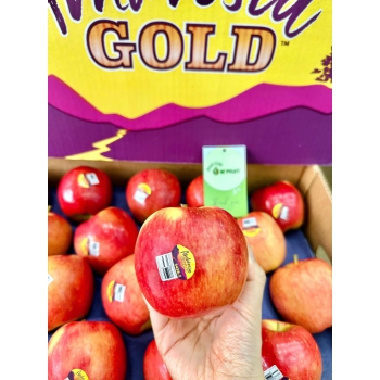 TÁO AMBROSIA MỸ S72