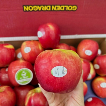 TÁO AMBROSIA CANADA S36/40/44