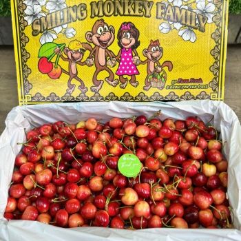 CHERRY VÀNG MỸ
