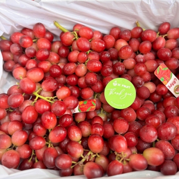 NHO ĐỎ HOÀNG HẬU