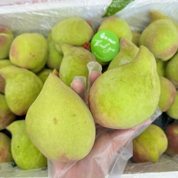 ĐÀO MỎ QUẠ