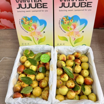 HỒNG TÁO JUJUBE VIP